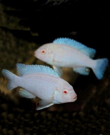 Pseudotropheus socolofi albino / snow white