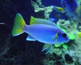 Pseudotropheus  Acei / malawi cichlide