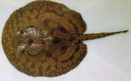 Potamotrygon Hystrix / Rog