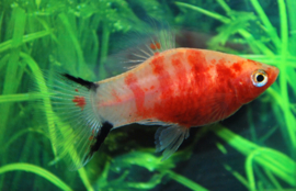 Xipho. Maculatus  Bleeding Heart /  Platy special