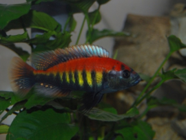 Haplochromis Nyererei Rutti Island