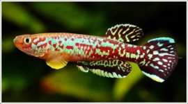 Aphyosemion Marmoratum / tandkarper