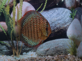 Symphysodon / Stendker Discus Red Scribbelt