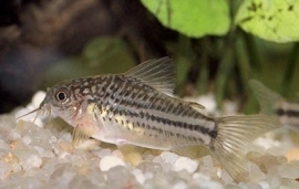 Corydoras nannus