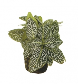 FITTONIA MINI WIT