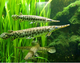 Lepisosteus Oculatus / Spotted Aligator Gar / Gevlekte kaaimansnoek