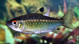 Arnoldichthys spilopterus / Afrikaanse roodoog zalm