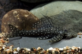 L 235 Pseudolithoxus anthrax / flyer pleco