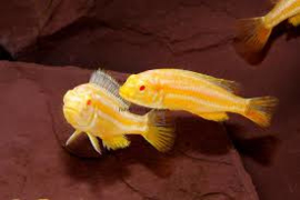 Melanochromis Auratus Albino / Malawi Cichlide