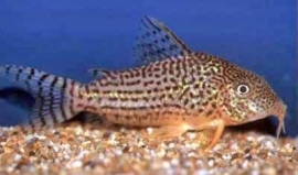 Corydoras Heraldschulzi / Pantsermeerval