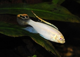 pelvicachromis pulcher albino  / Kersenbuik cichlide