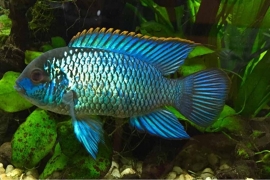 Andinocara Pulcher electric blue / Neon  cichlide