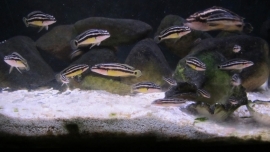 Julidochromis ornatus / Tanganyika cichlide