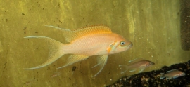 Lamprologus Daffodil / Tanganyika Cichlide