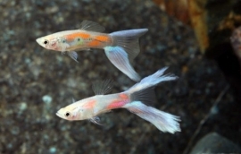 Poecilia reticulata  Lyretail (vorkstaart)/ Guppy Lyretail (vorkstaart)