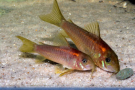 Corydoras Red / Pantsermeerval