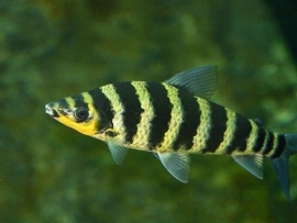Leporinus Fasciatus / gestreepte Leoprinus