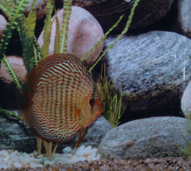 Symphysodon / Stendker Discus Snake Skin Rood