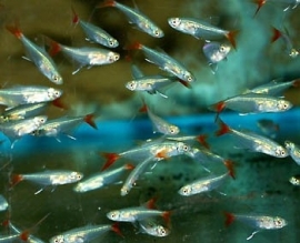 Prionobrama Filigera / Glas Roodvinzalm