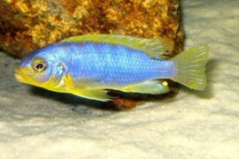 Pseudotropheus Aurora / Malawi Cichlide