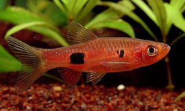 Rasbora Merah/ Clownrasbora