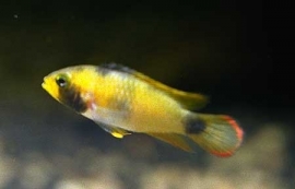 Apistogramma Panduro / Dwerg cichlide