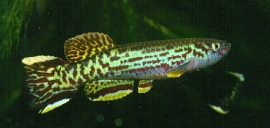 Aphyosemion Marmoratum / tandkarper