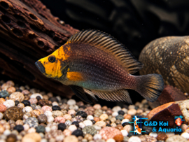Altolamprologus compressiceps Gold Head/ Tanganyika Cichlide