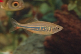 brachydanio aequipinnatus / reuze danio