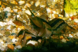 Cambarellus Texanus Blue mini / dwergkreeft