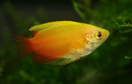 Colisa Chuna Gold  / honing gourami Goud