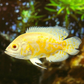 Astronotus Ocellatus Lemon / Lemon Pauwoog cichlide