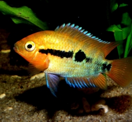 Herotilapia Multispinosa / Regenboog cichlide