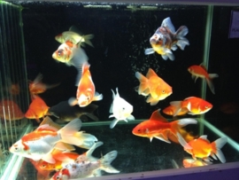 Fancy Goldfish Sluierstaarten