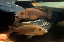 Abactochromis labrosus