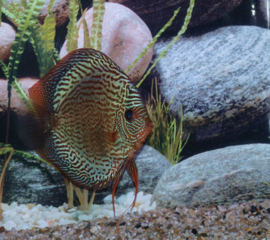 Symphysodon / Stendker Discus Snake Skin Blauw