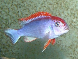 Pseudotropheus Perspicax