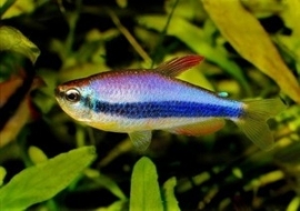 inpaichthys kerri / Keizertetra blauw