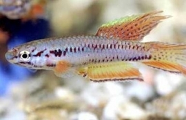 Aphyosemion Bivittatum / glanstandkarper