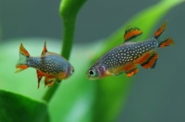 Galaxy rasbora / rasbora galaxy