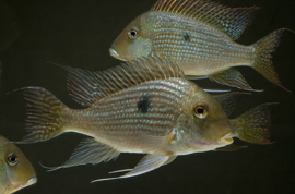 Geophagus Pindare