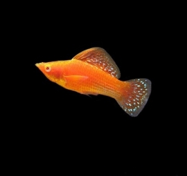 Poecilia Velifera Bloodred / Molly Bloedrood