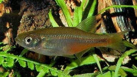 Devario Sondhii / Vuurstreep Daverio
