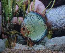 Symphysodon / Stendker Discus Solid x Snake Skin