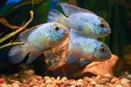 Andinocara Pulcher electric blue / Neon  cichlide