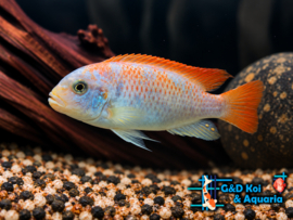 Metriaclima Zebra red/blue / Malawi Cichlide