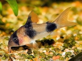 Corydoras Weitzmani / Pantsermeerval