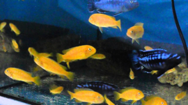 Melanochromis Interruptus / Malawi Cichlide