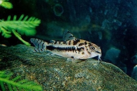 Corydoras Habrosus / Dwerg Pantsermeerval