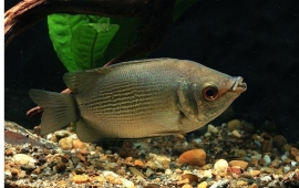 helostoma temmincki / Zoenvis groen